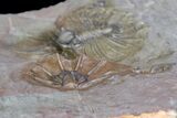 Unidentified Lichid Trilobite From Jorf - Belenopyge Like #138969-4